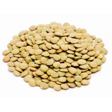 عدس کانادایی