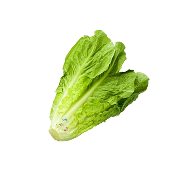 کاهو نیشابور