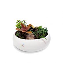 باغ مینیاتوری