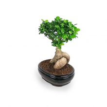 بونسای جیسینگ