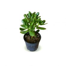 گلدان کراسولا