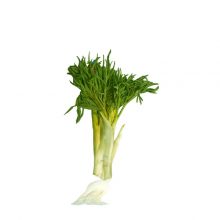 کمای نیشابور